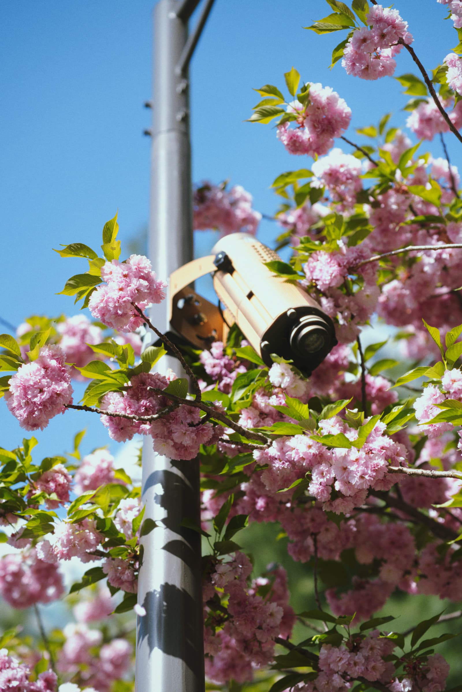 Receipt mark on a late afternoon frame at a familiar corner