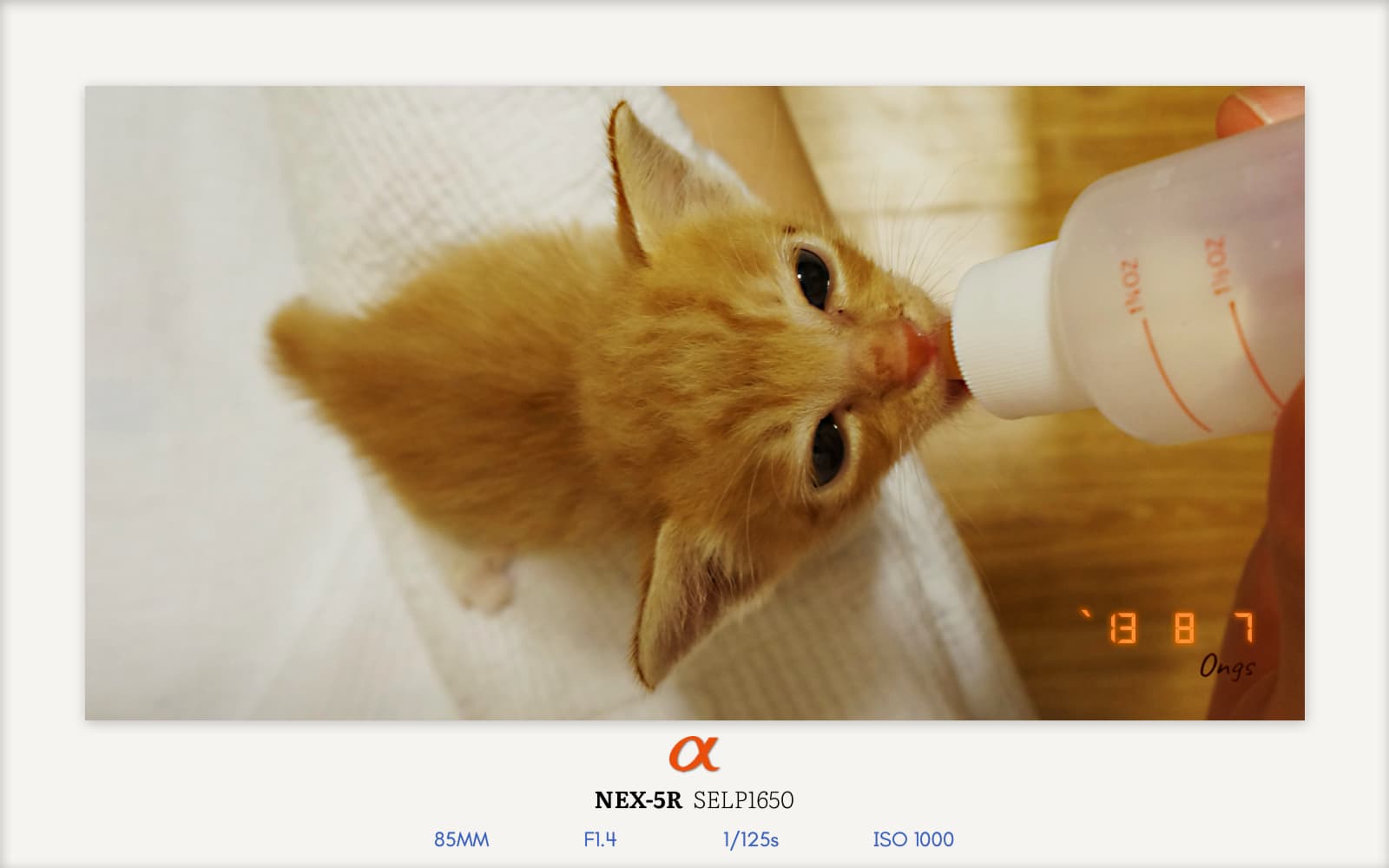 EXIF Watermarks for Every Kind of Photograph cover image