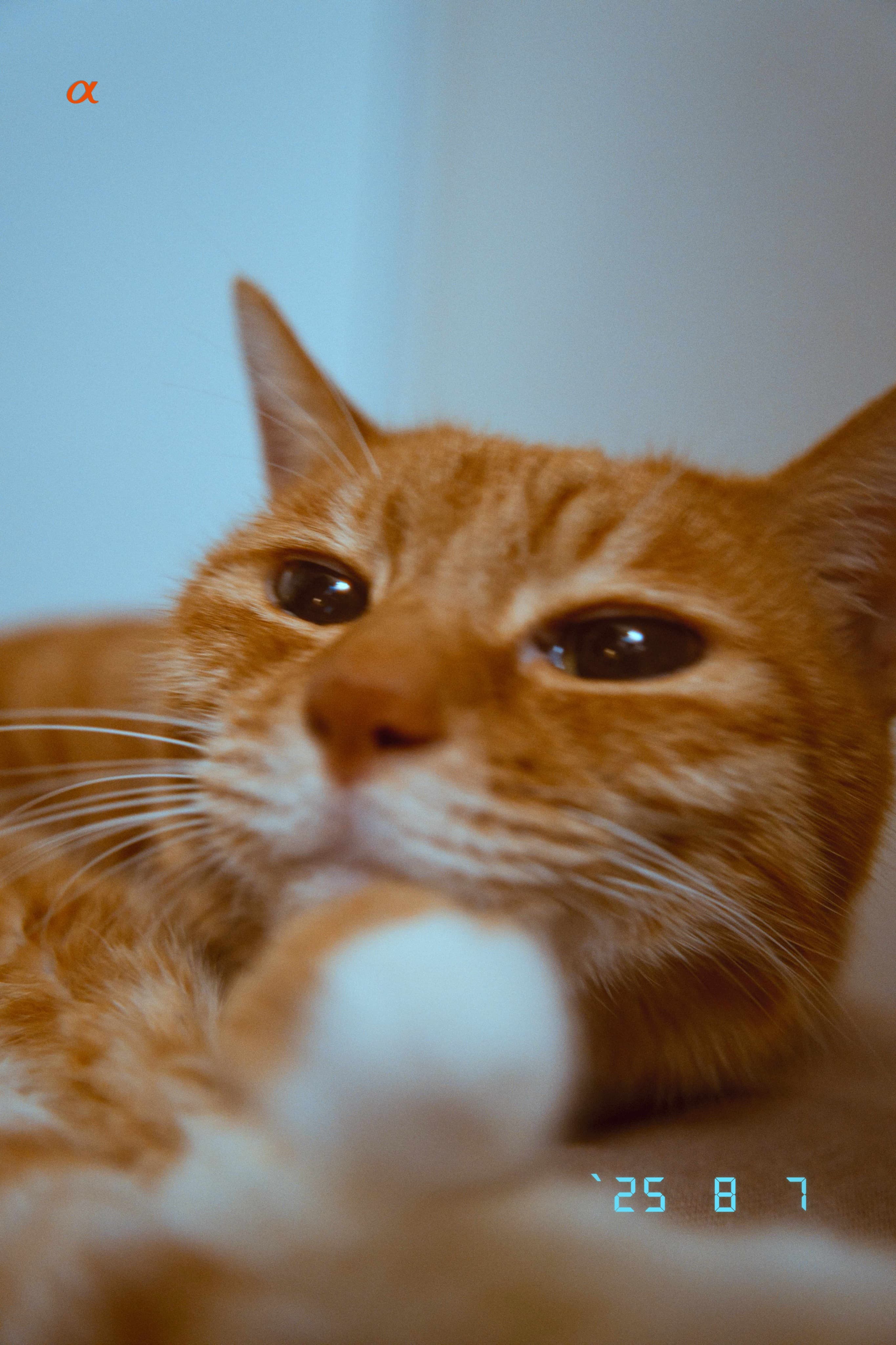 Date Back Mark applied to a photograph