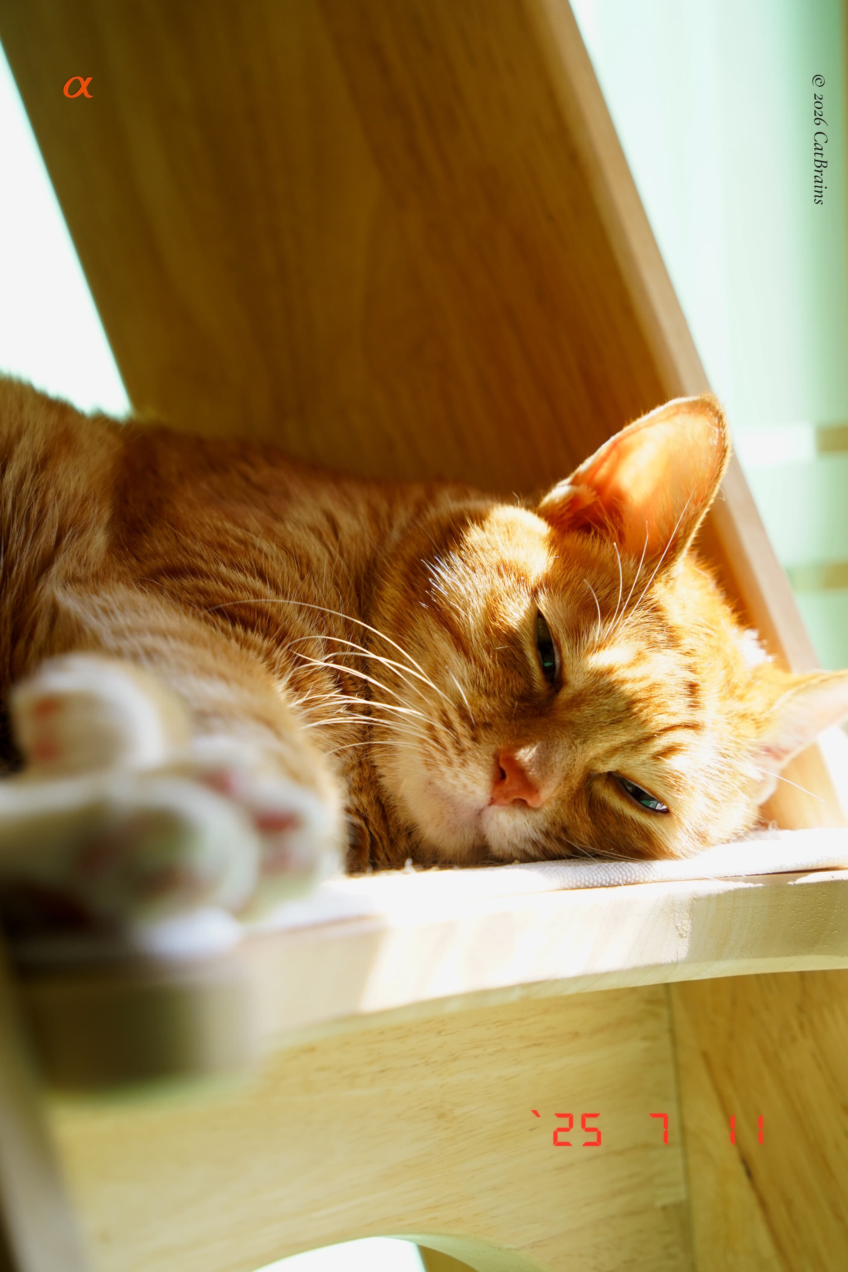 Date Back Mark applied to a photograph