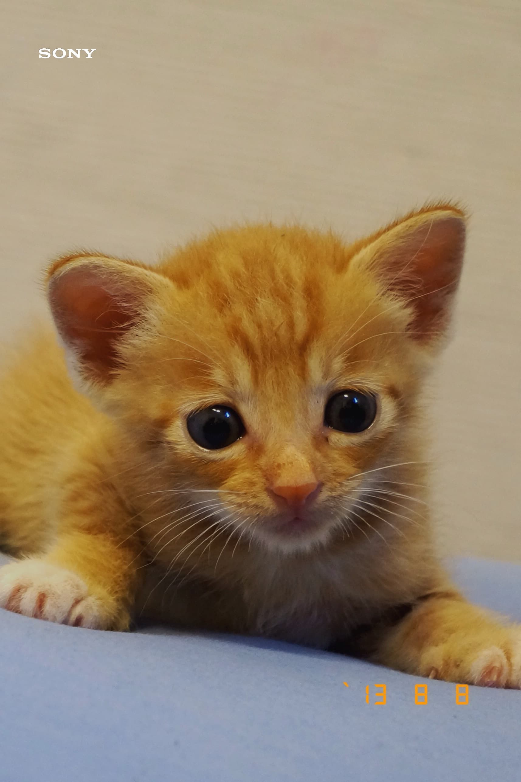 Date Back Mark applied to a photograph