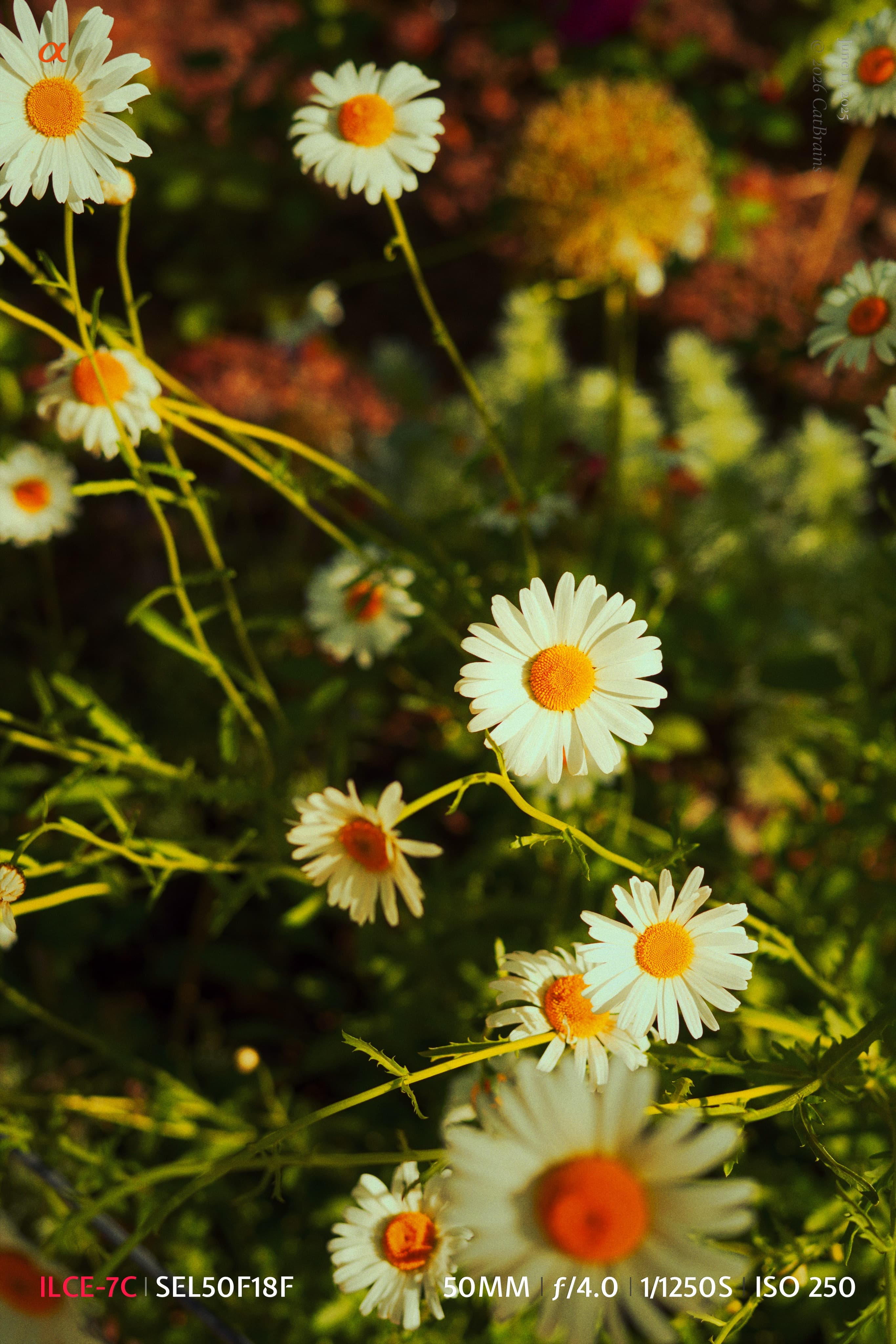 Plain Mark applied to a photograph