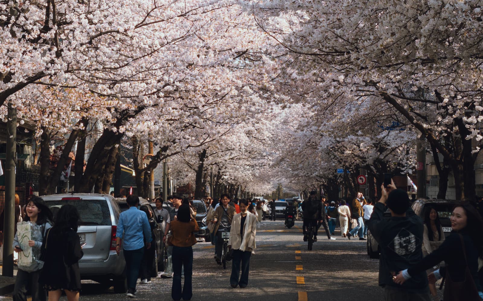 The Blossoms Were the Same for Everyone cover image