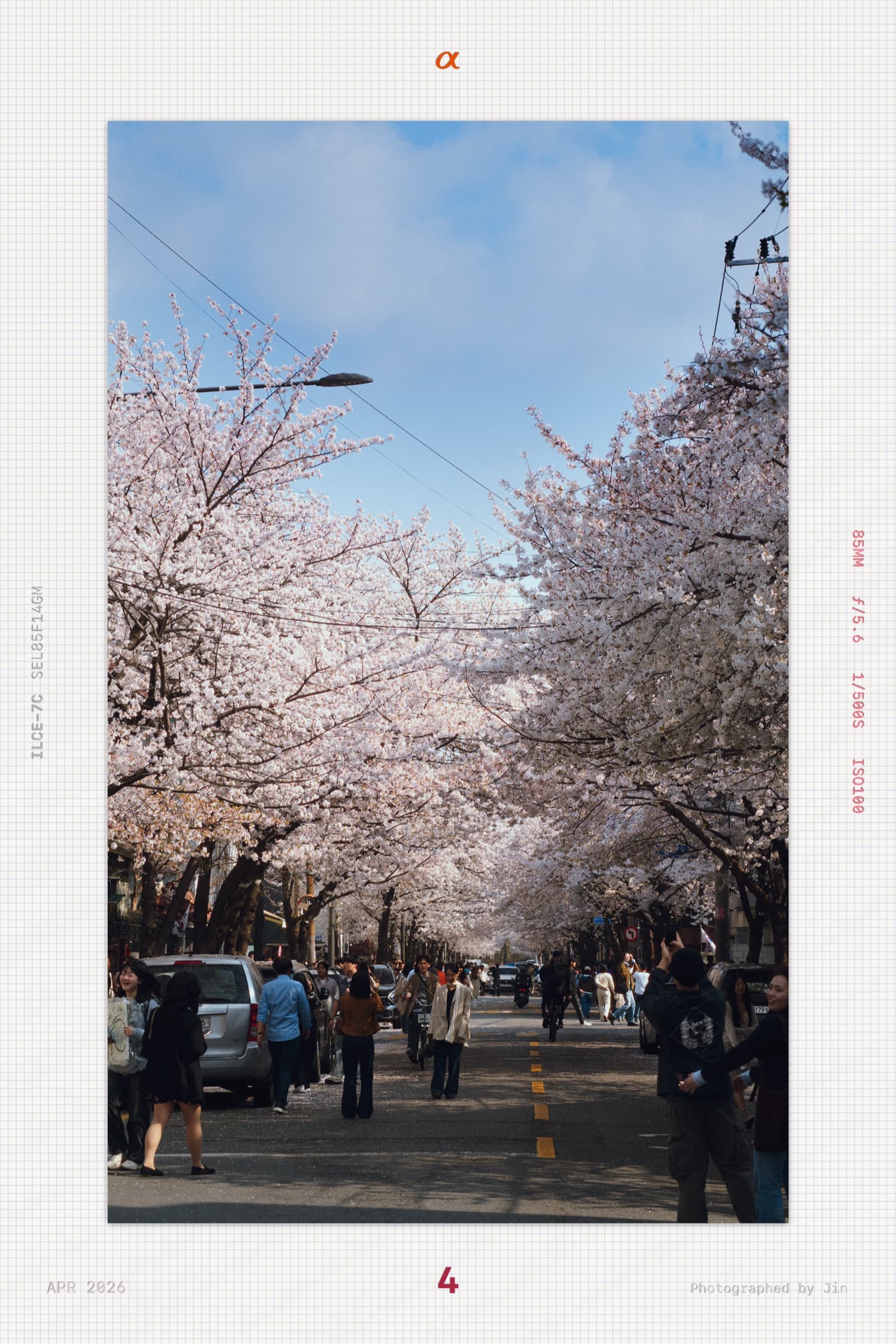 A wide view of the cherry blossom street, people walking through