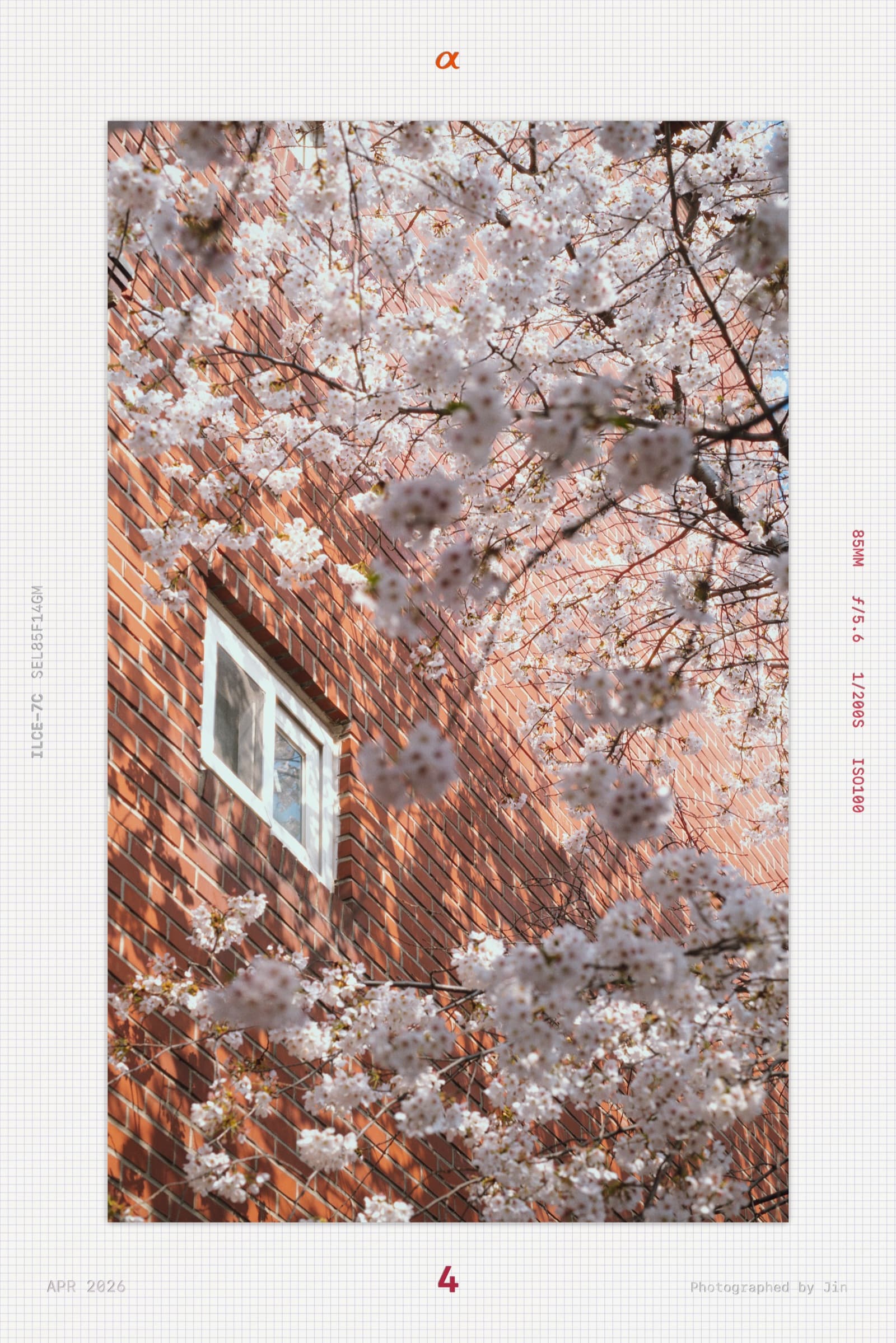 A red brick wall with a small window, blossoms in the foreground