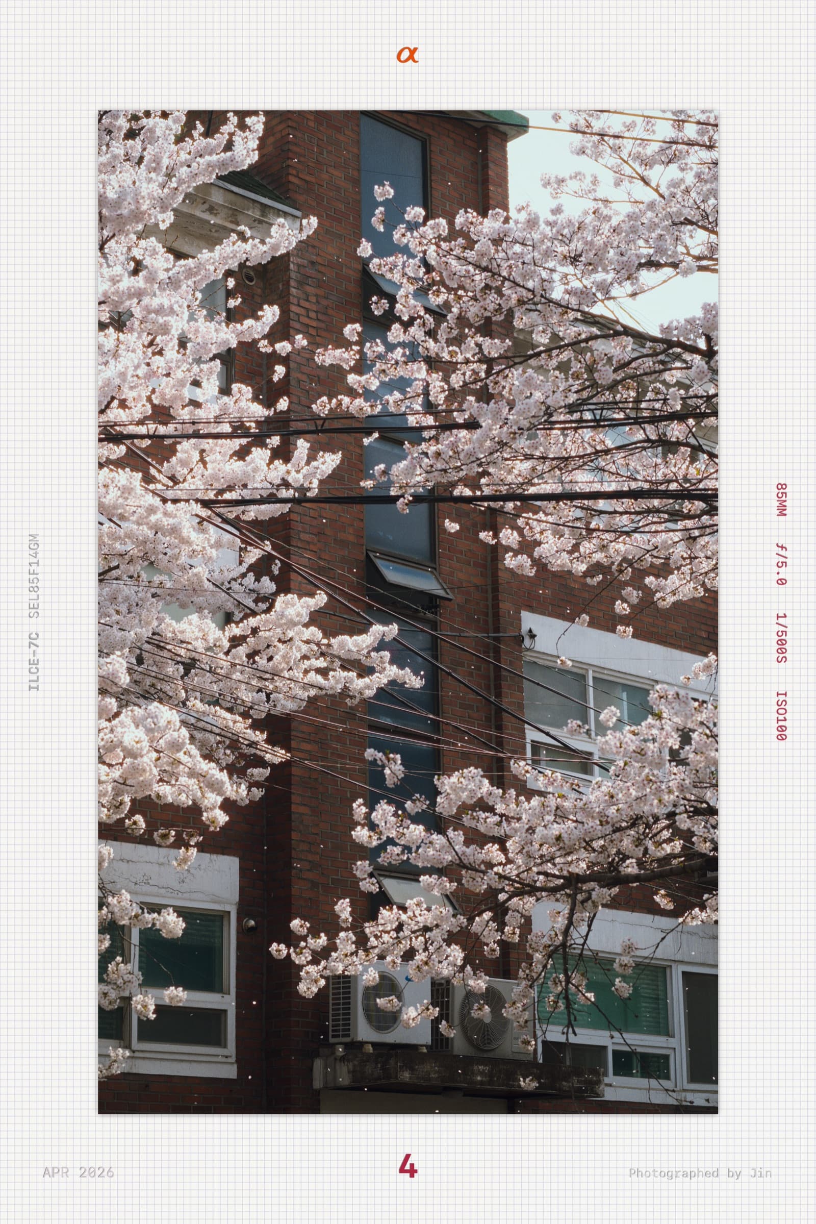 Power lines crossing a brick facade, blossoms framing the edge