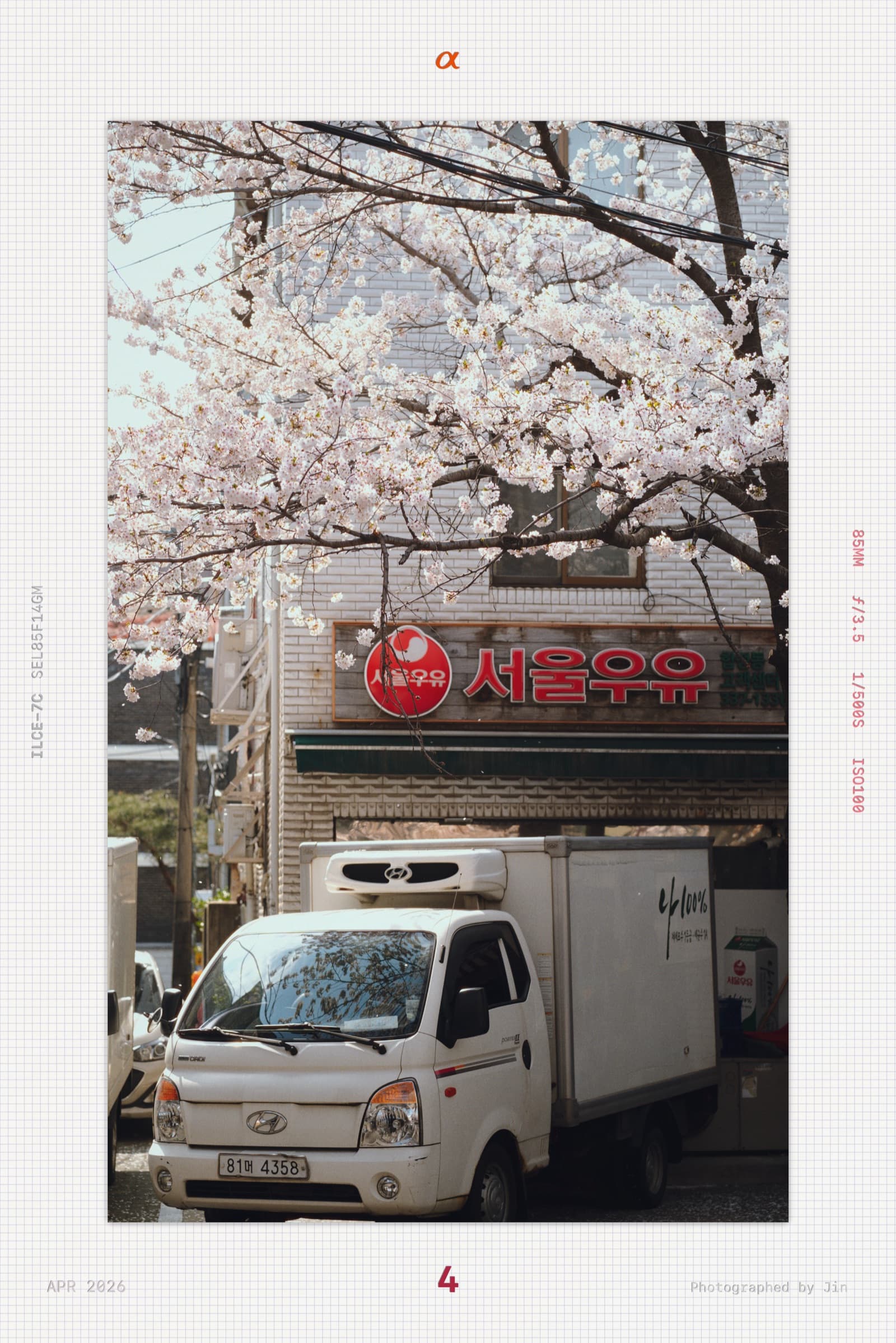 A Seoul Milk delivery depot and truck under a single cherry blossom tree in full bloom