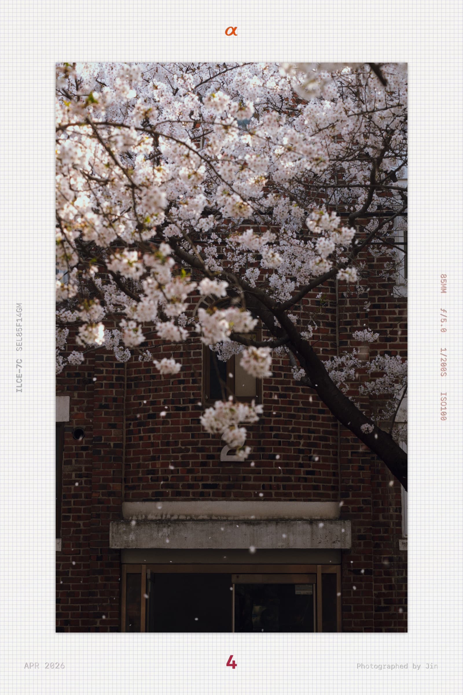 Cherry blossom petals scattering between brick buildings as the wind sweeps through