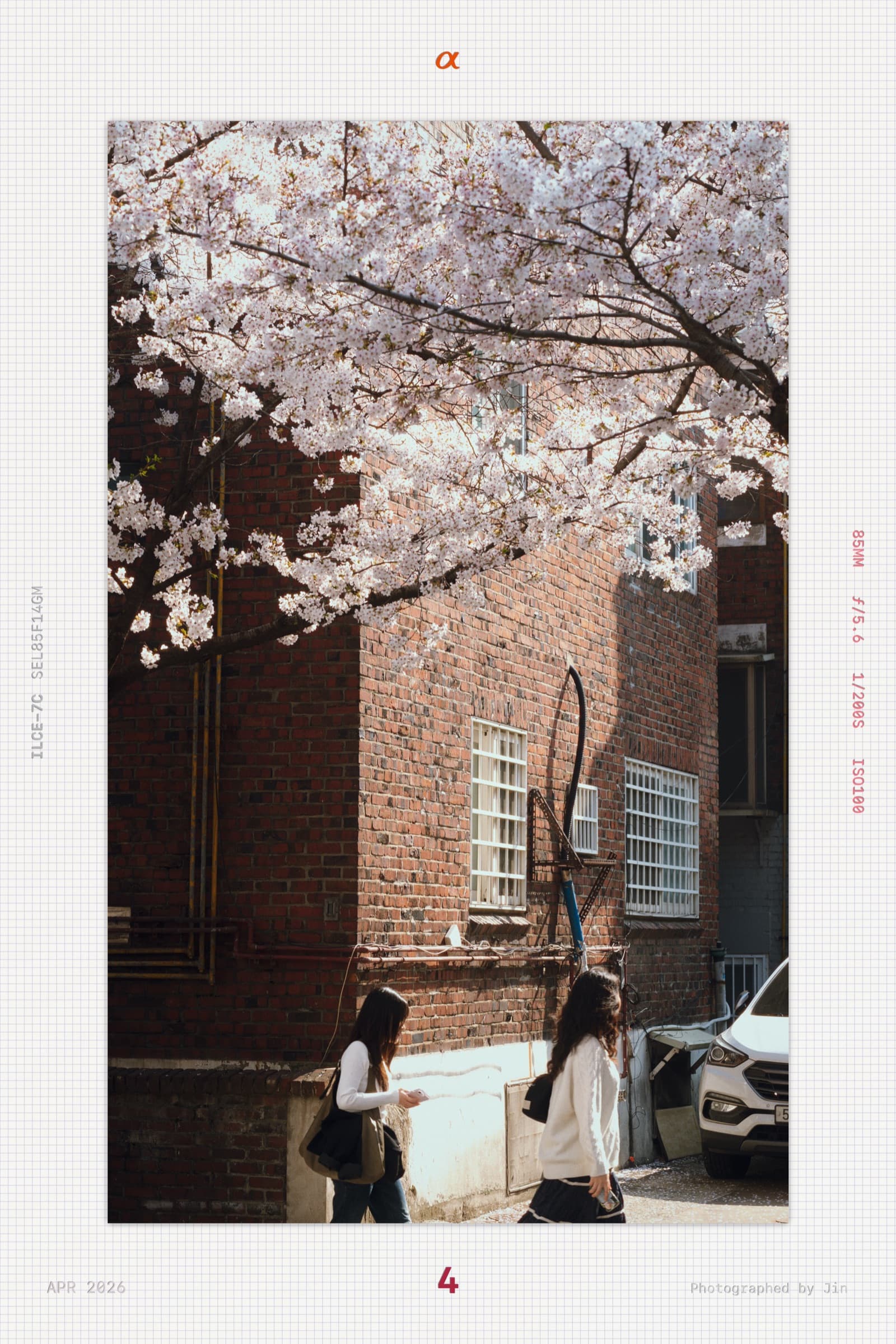 Two women walking under cherry blossoms by red brick