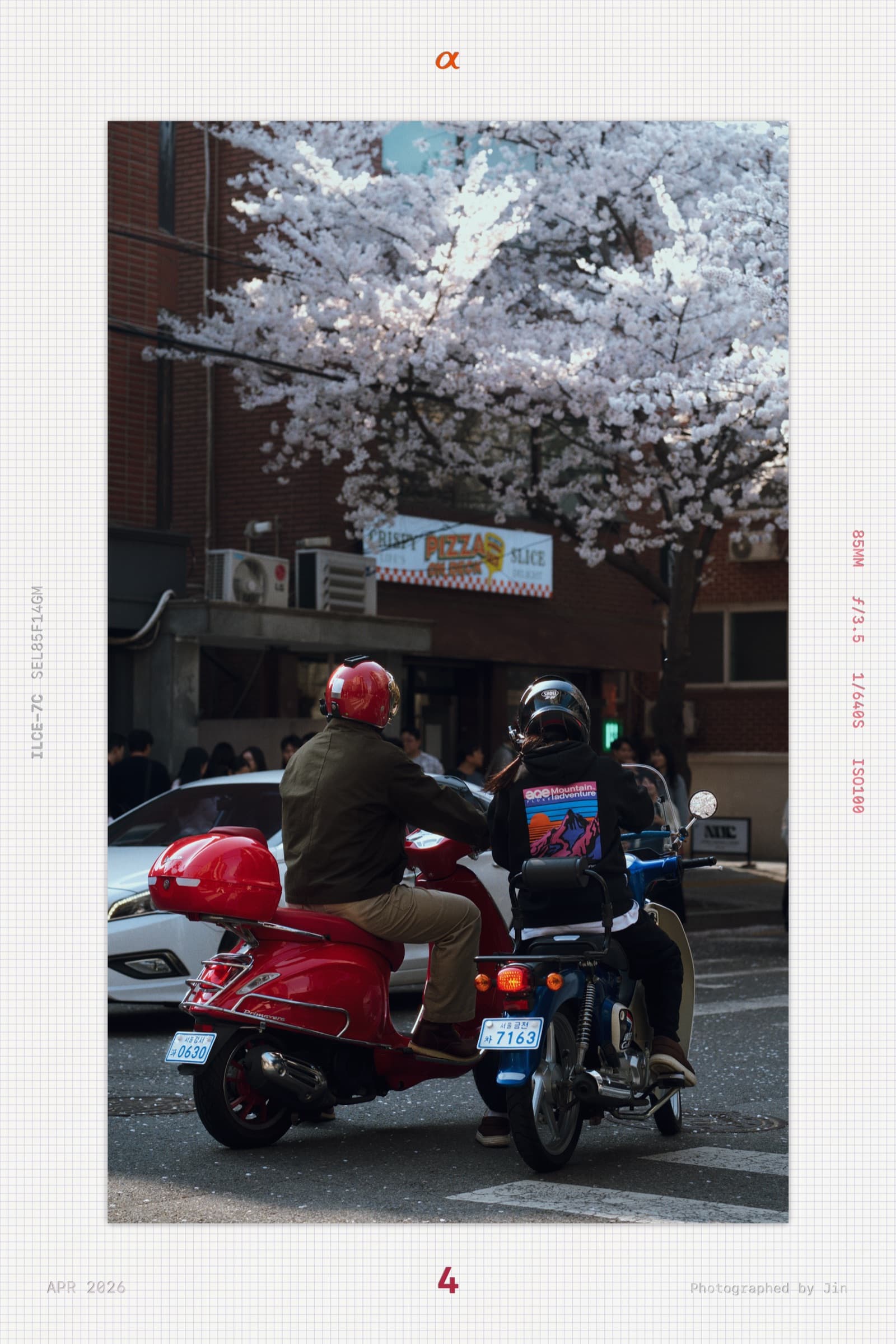 Two motorbikes paused at a traffic light under the cherry blossoms