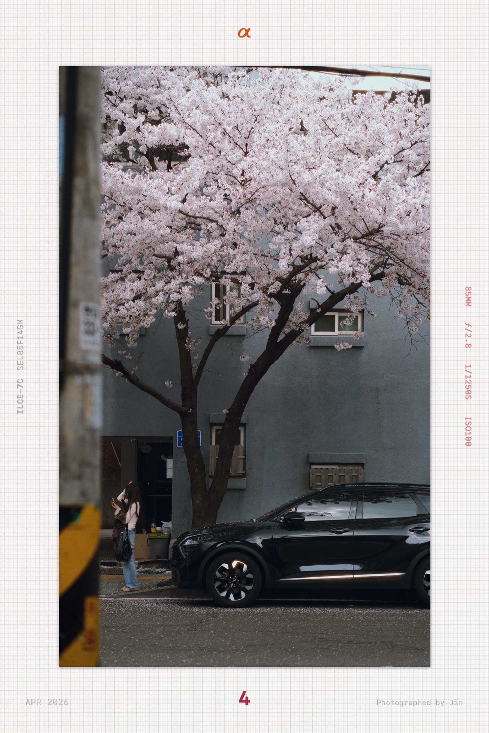 A woman taking a selfie in front of a fully bloomed cherry blossom tree