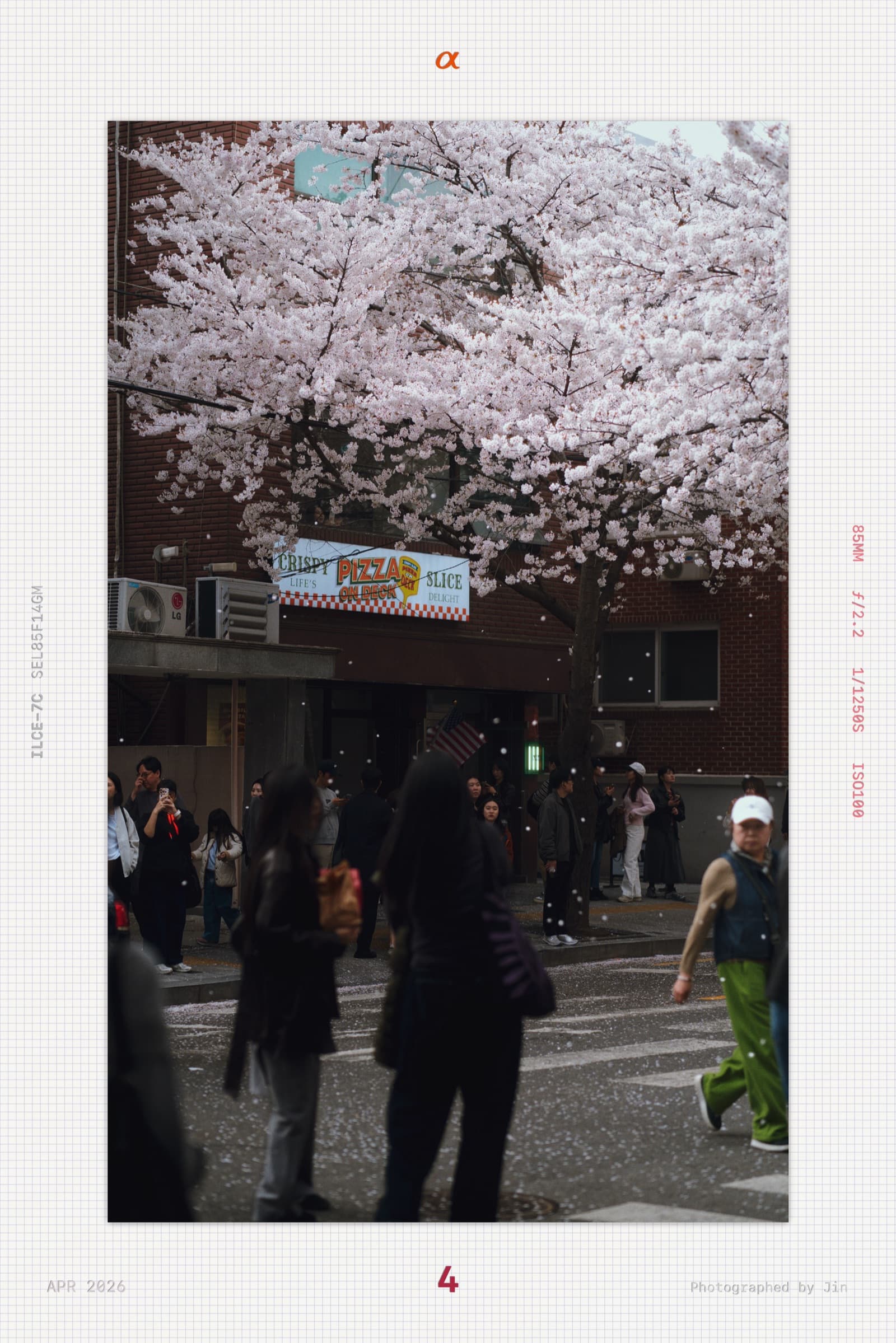 A pizza shop storefront transformed by cherry blossoms in full bloom above the crowd